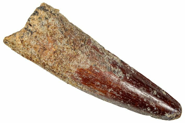 Fossil Spinosaurus Tooth - Real Dinosaur Tooth #357450